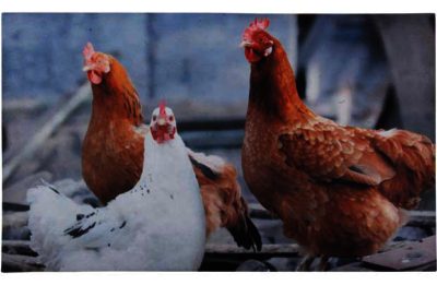 Fallen Fruits Printed Chicken Doormat